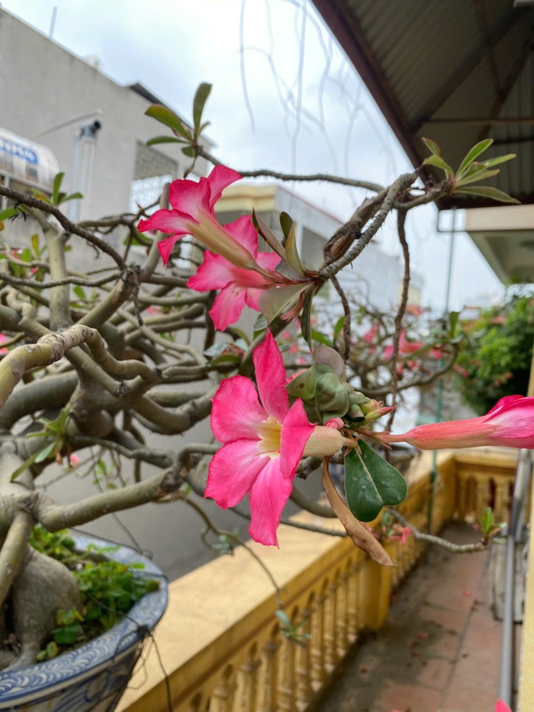 LÔ GÓC- Ô TÔ VÀO NHÀ-MT 6.5-NHÀ 3 TÂNG KIÊN CỐ