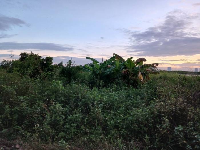 Bán đất yên Mỹ Thanh trì 290m 1,75 tỷ