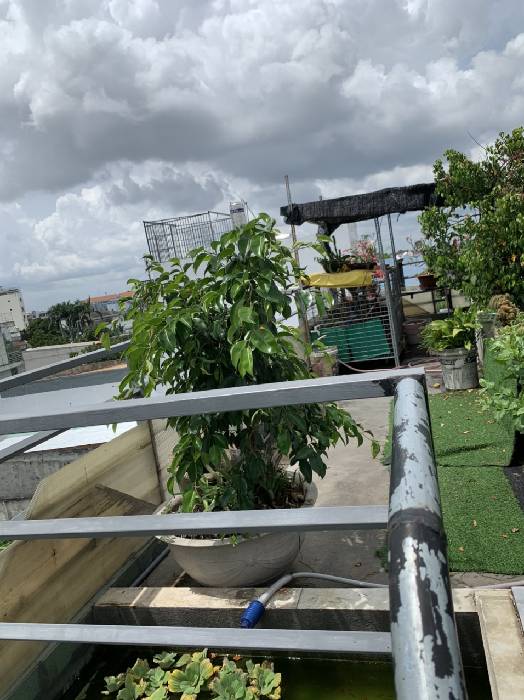 CHỦ BÁN NHÀ 60M.SHR.HẺM XE HƠI.GIÁ 3.3 tỷ.BÀ ĐIỂM .HỐC MÔN