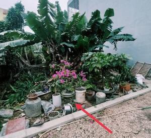 Chủ bán đất Đa Tốn - Gia Lâm cho con đi du học