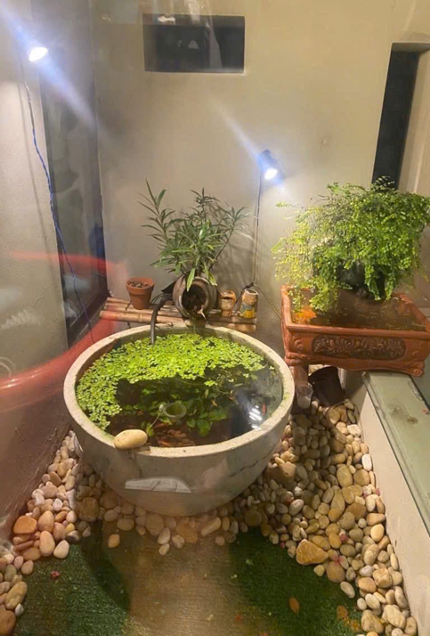 Biệt thư Mini sân vườn Nguyễn An Ninh – phong cách Nhật Bản