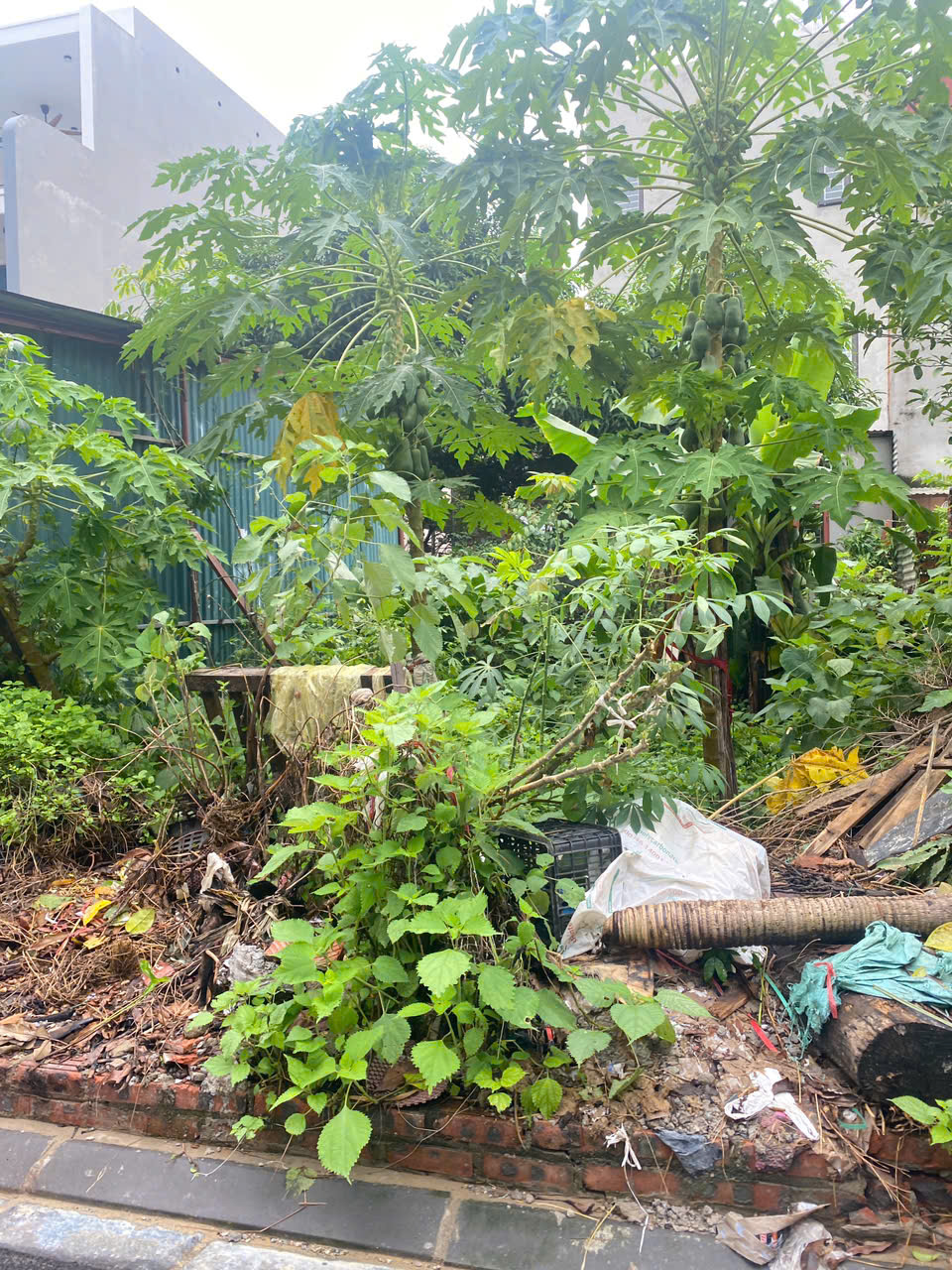 SIÊU HIẾM!!! ĐẤT BẮC HỒNG, ĐÔNG ANH. ĐƯỜNG THÔNG Ô TÔ NGAY GẦN KHU ĐẤU GIÁ, QH TRUNG TÂM VIN BẮC HỒNG