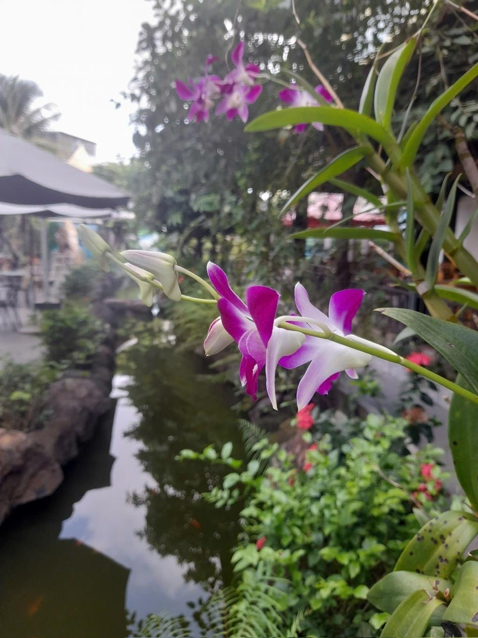 BÁN GẤP NHÀ HÀNG CAFÉ SUỐI CÁ KOI – 830M2 – 16 TỶ – GẦN QUỐC LỘ 1K, PHẠM VĂN ĐỒNG