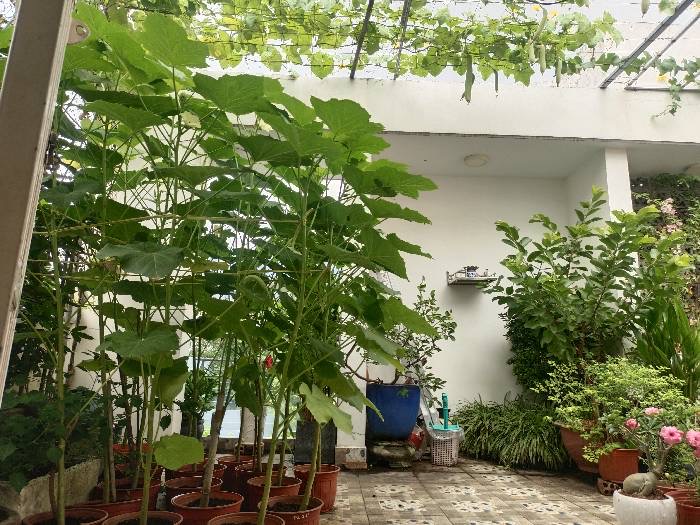 NHÀ HẺM XE TẢI TRƯỜNG THỌ THỦ ĐỨC 54M²