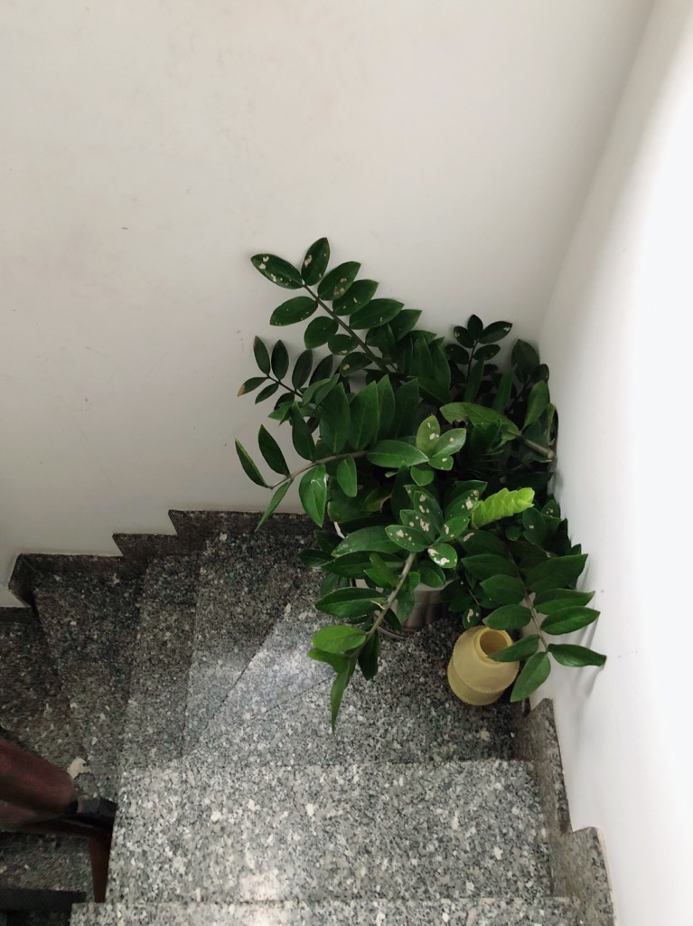 Bán Nhà Mặt Tiền Nguyễn Đình Khơi, Tân Bình – 5 Tầng BTCT – Kinh Doanh Đỉnh – Giá Chỉ 7.1 Tỷ