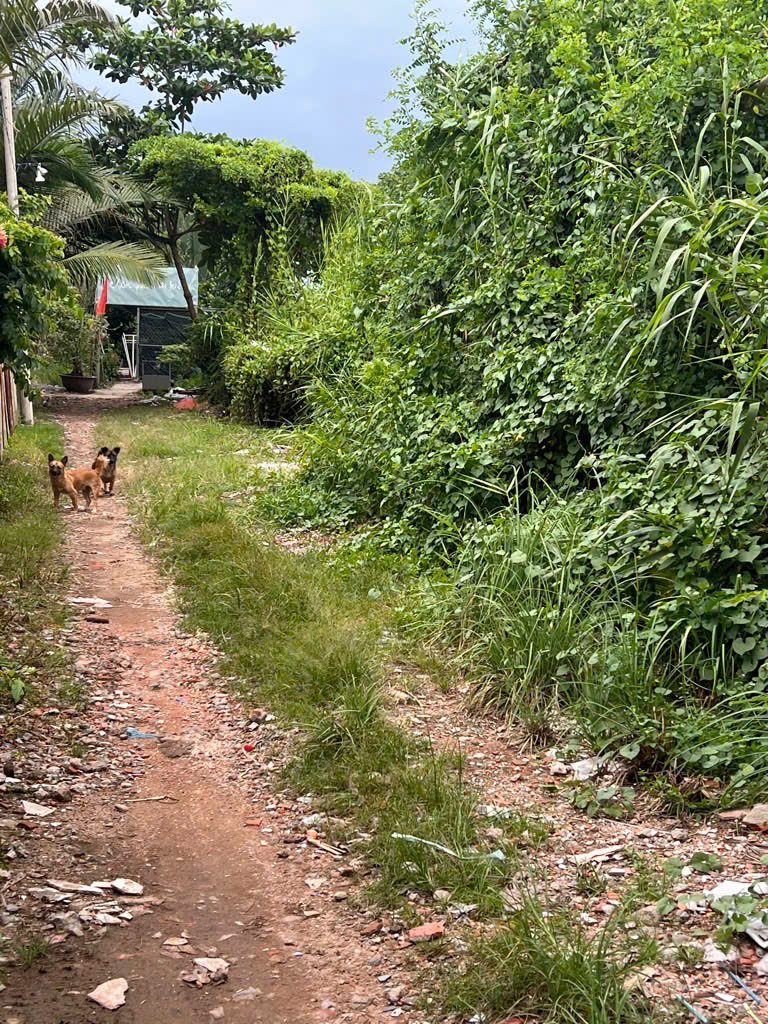 GIẢM SÂU _ XE HƠI TỚI ĐẤT, DTSD 1500M2, TIỆN XÂY MỚI, CHỈ NHỈN 4 TỈ