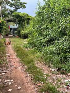 GIẢM SÂU _ XE HƠI TỚI ĐẤT, DTSD 1500M2, TIỆN XÂY MỚI, CHỈ NHỈN 4 TỈ