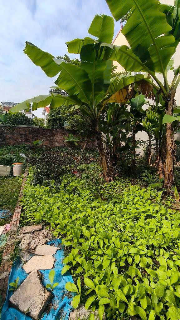 Phúc Lợi, Hội Xá Long Biên, 86 m2 MT 6,9M, Ngõ Ô tô thông giá Mềm nhất khu vực – Nhỉnh 7 tỷ