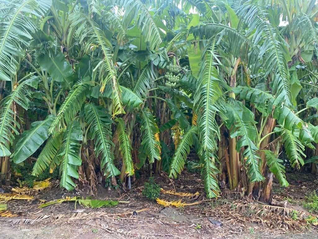 VỊ TRÍ CỰC ĐẸP TẠI CỬU CAO- VĂN GIANG- ĐẤT VUÔNG ĐÉT - THÔNG TỨ TUNG CÁC NGẢ