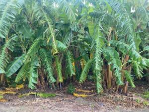 VỊ TRÍ CỰC ĐẸP TẠI CỬU CAO- VĂN GIANG- ĐẤT VUÔNG ĐÉT - THÔNG TỨ TUNG CÁC NGẢ