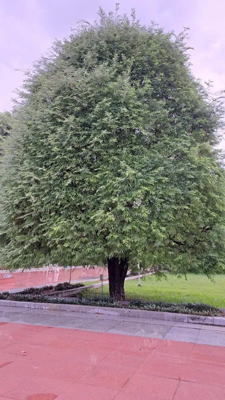 Nguyễn Thị Hằng Ny