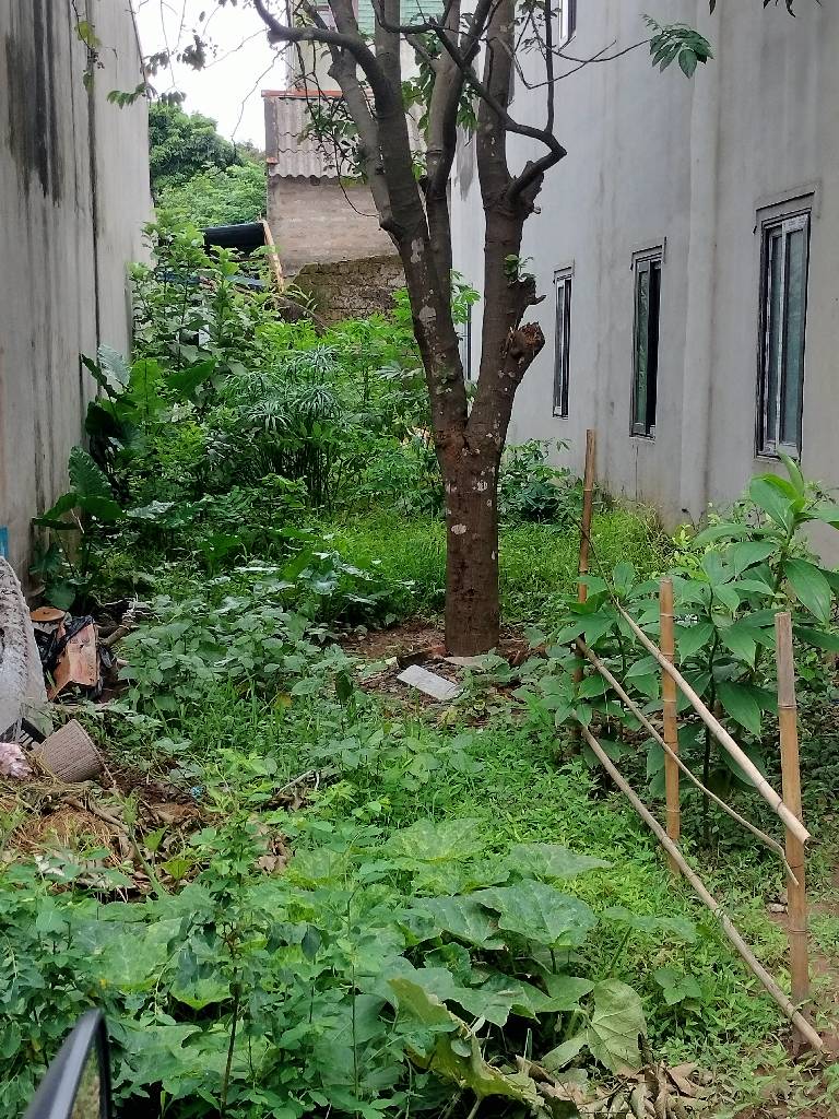 Bán đất phụng châu chương Mỹ 81m2. 3,75 tỉ