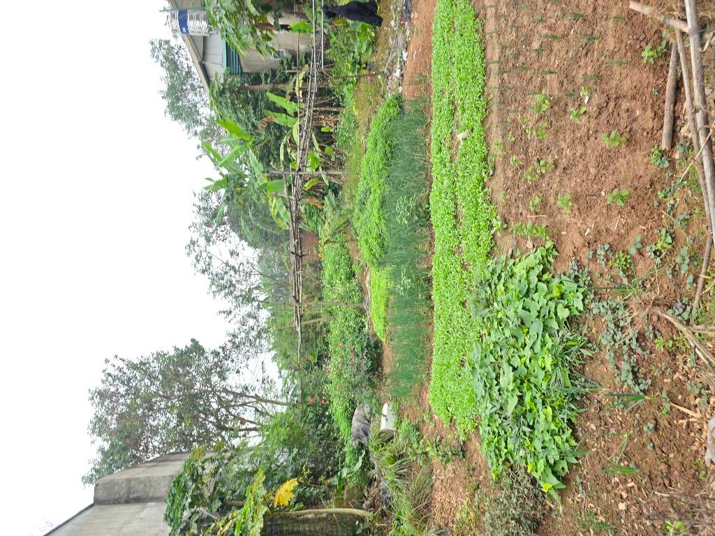 Bán đất đồng mai hà đông 277m2. 7 tỉ