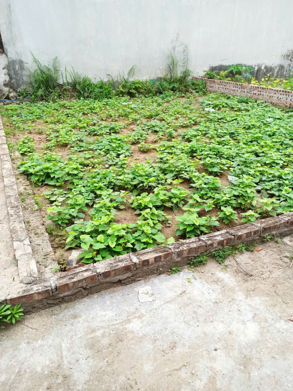 Bán Gấp Đất Đẹp - Dương Xá Gia Lâm Dt 40m Mt 5.7 m Giá 3.4 tỷ